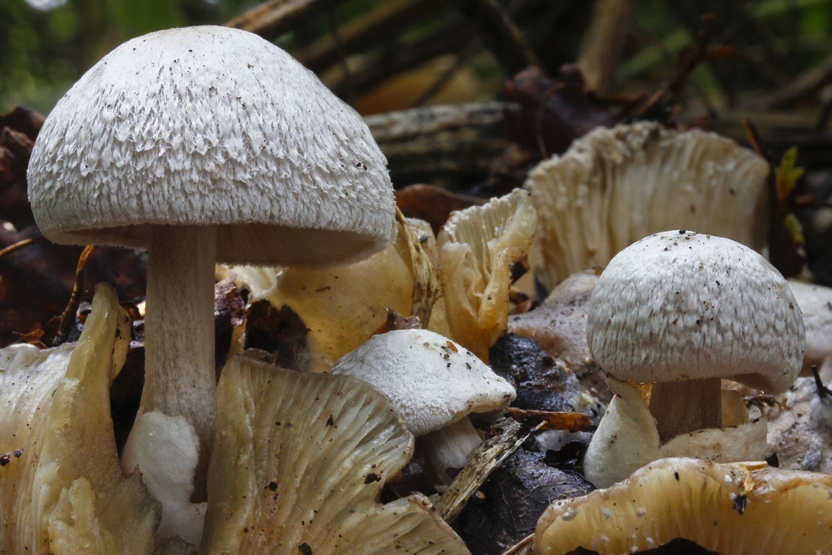Volvariella surrects Volvariella surrects